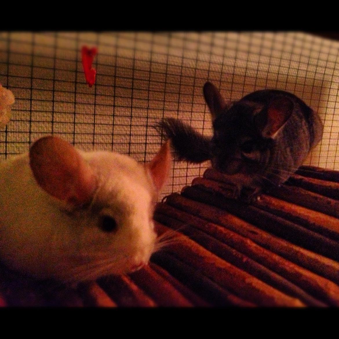 Chinchilla Hr. Bodil Schmidt billede 9