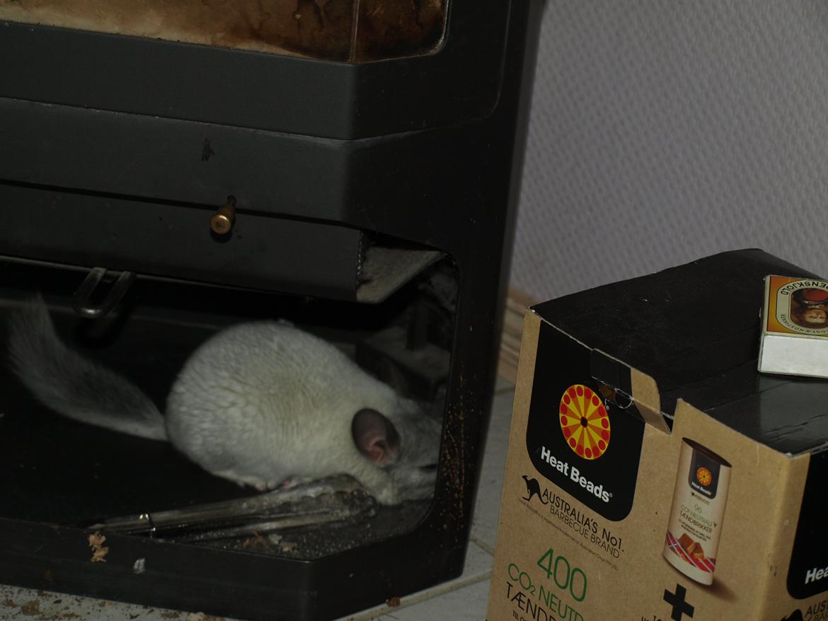 Chinchilla Nica Chin Utopia billede 1