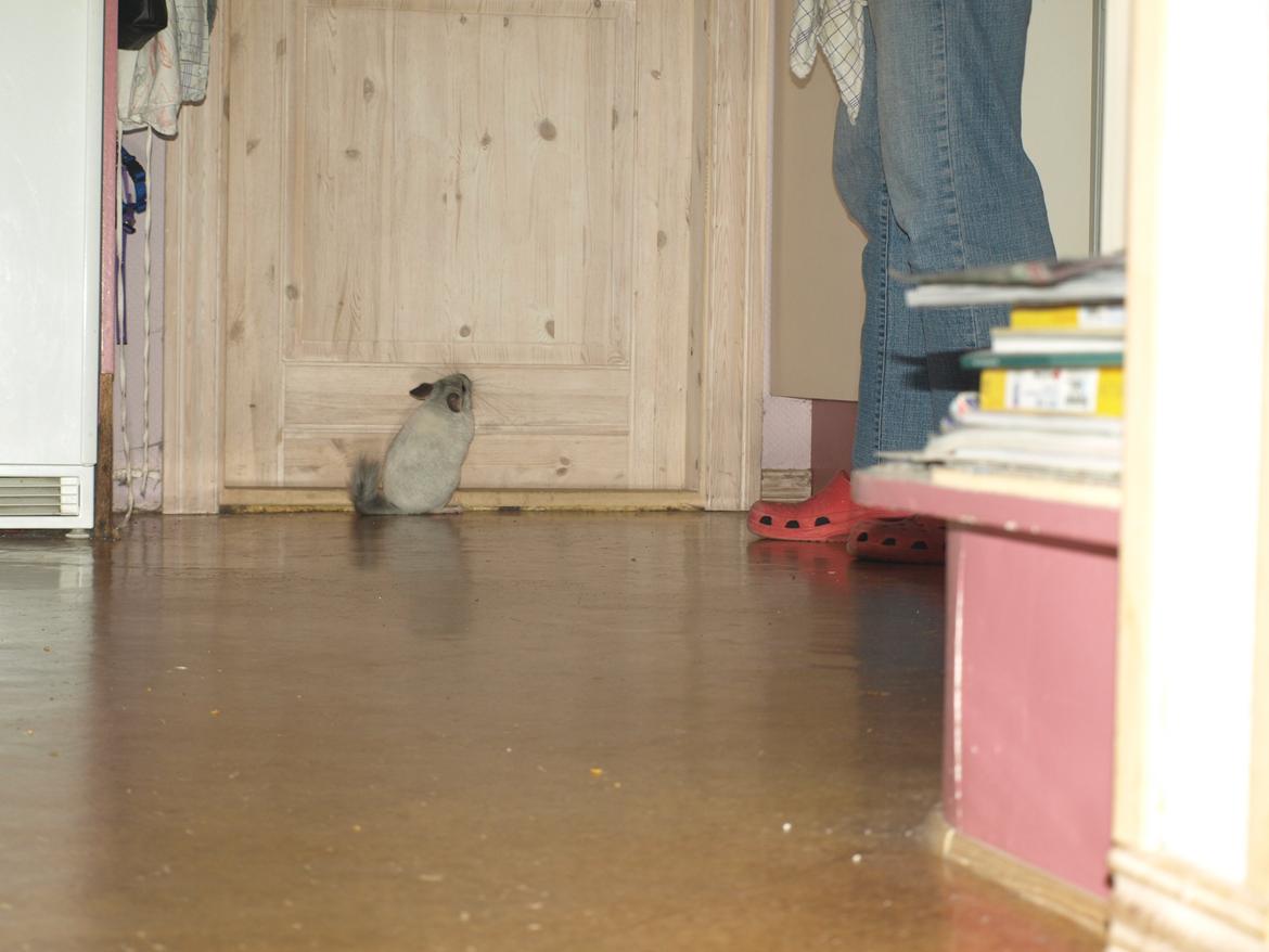 Chinchilla Nica Chin Utopia billede 3