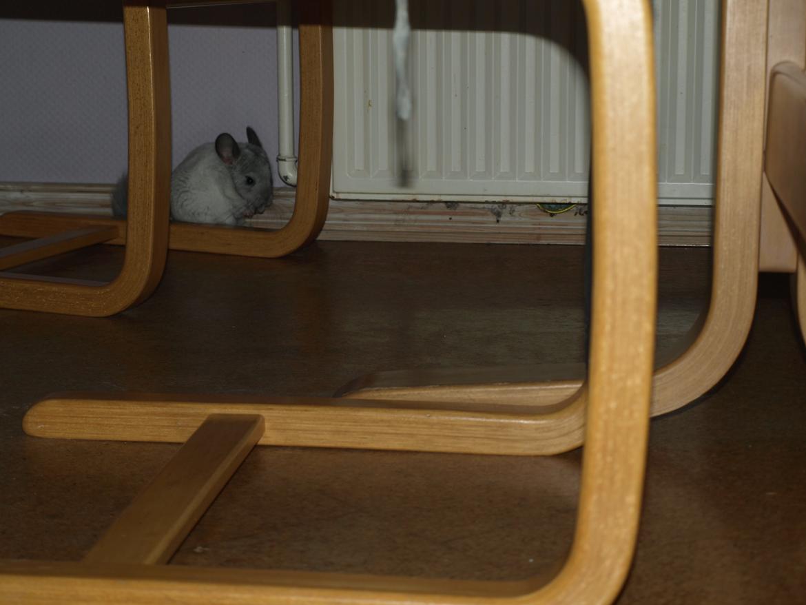 Chinchilla Nica Chin Utopia billede 5