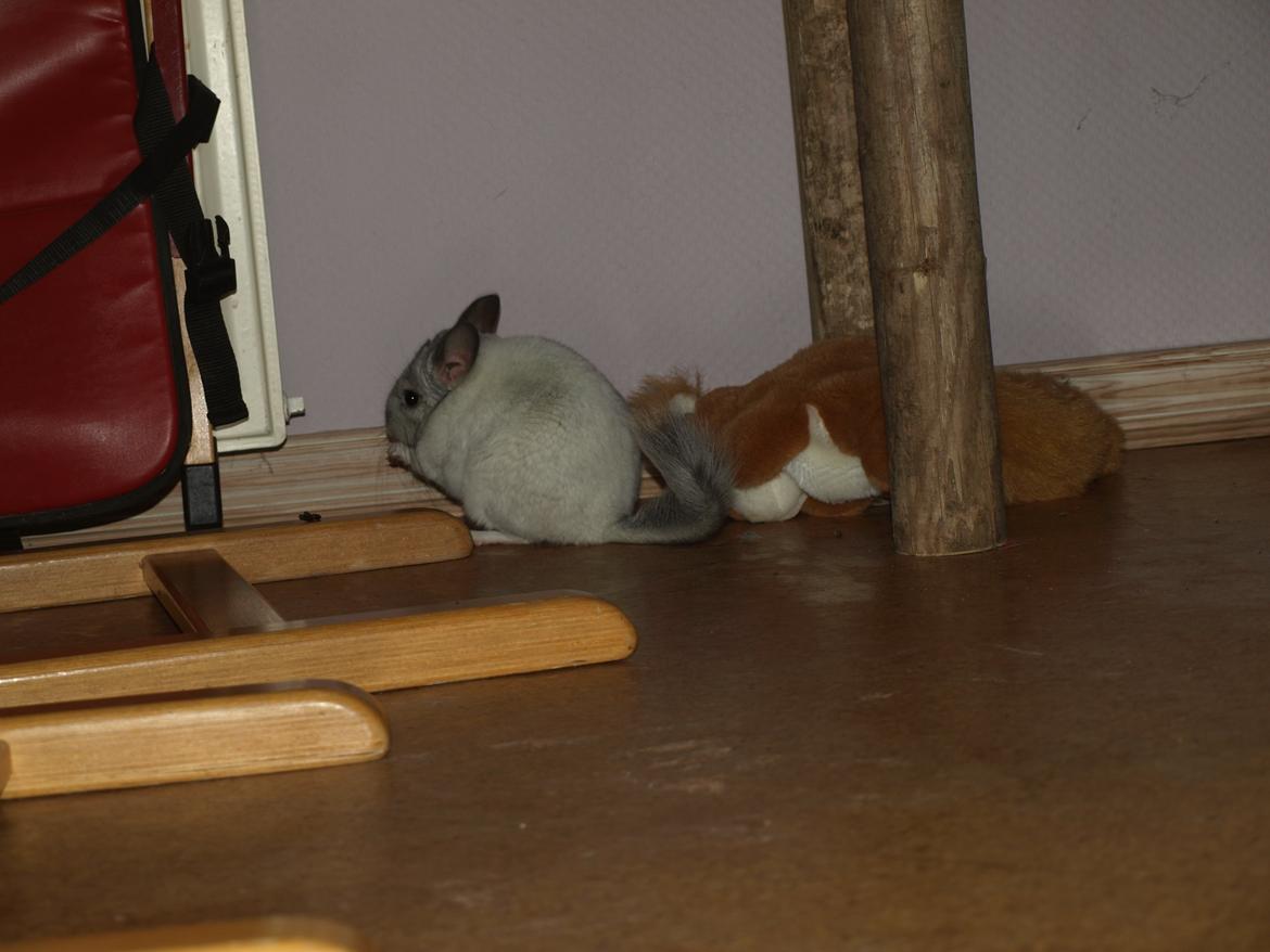 Chinchilla Nica Chin Utopia billede 6