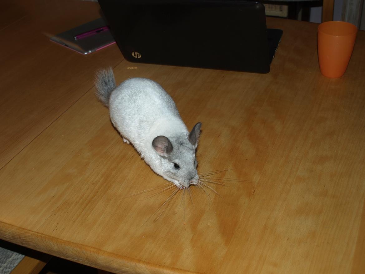 Chinchilla Nica Chin Utopia billede 8