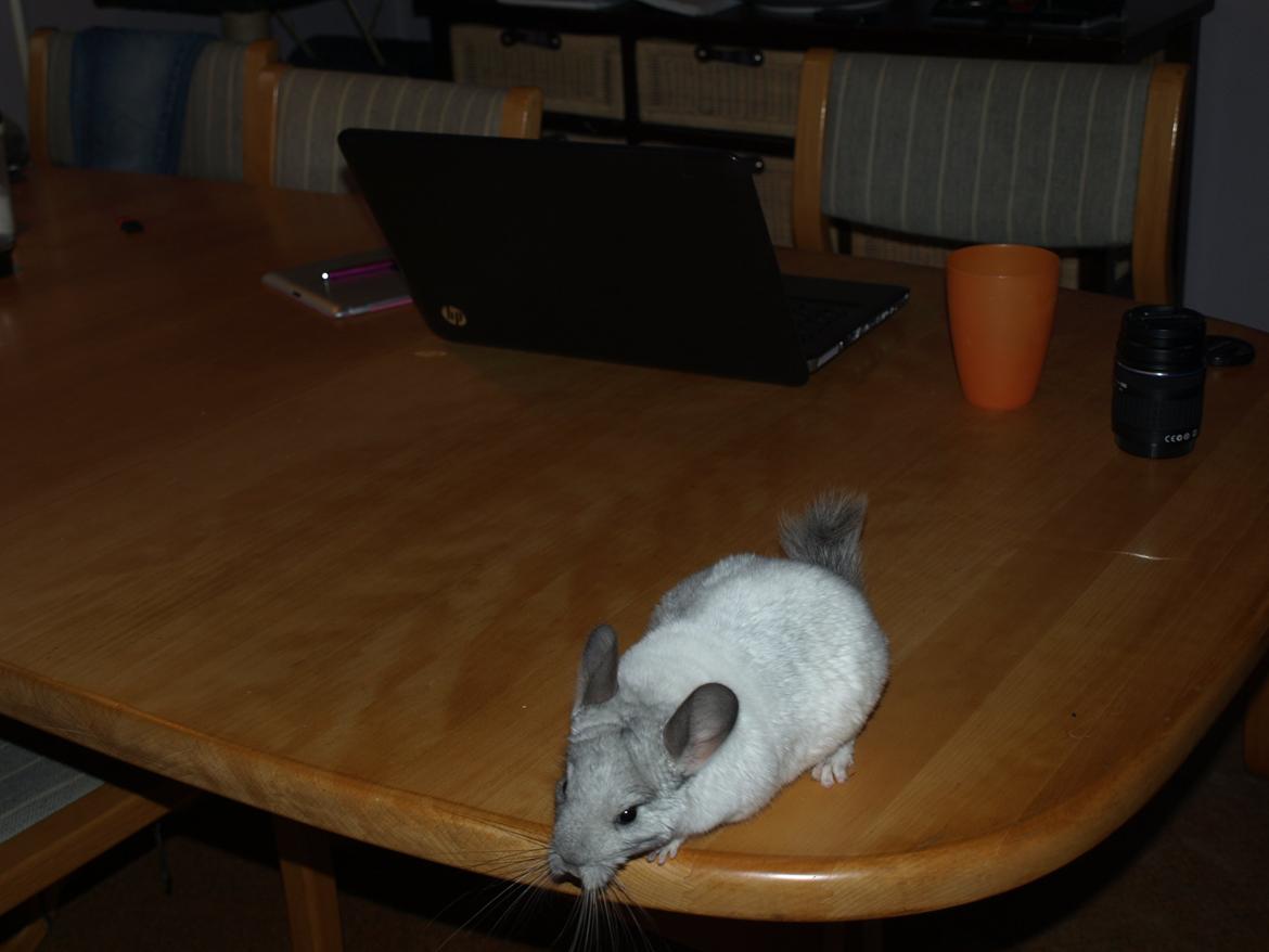 Chinchilla Nica Chin Utopia billede 9