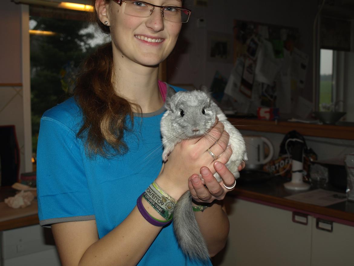 Chinchilla Nica Chin Utopia billede 11