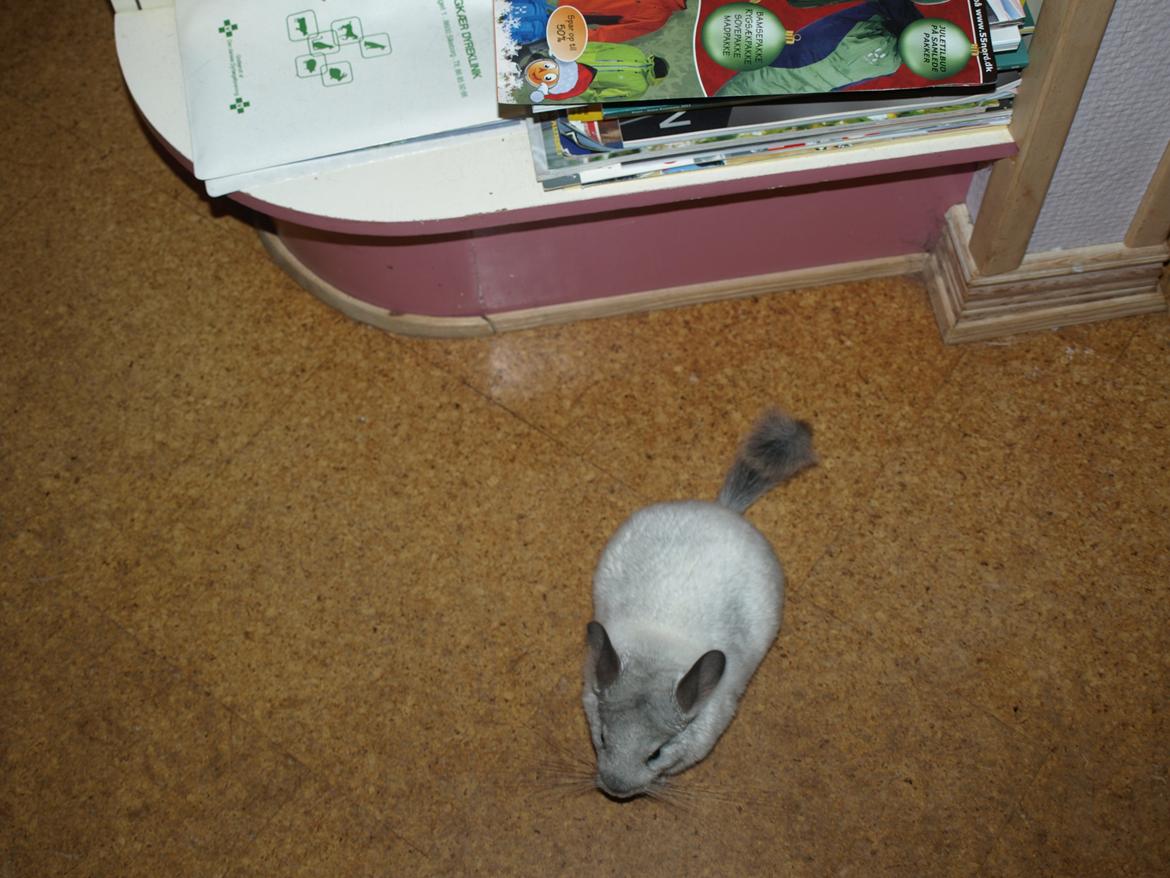 Chinchilla Nica Chin Utopia billede 12