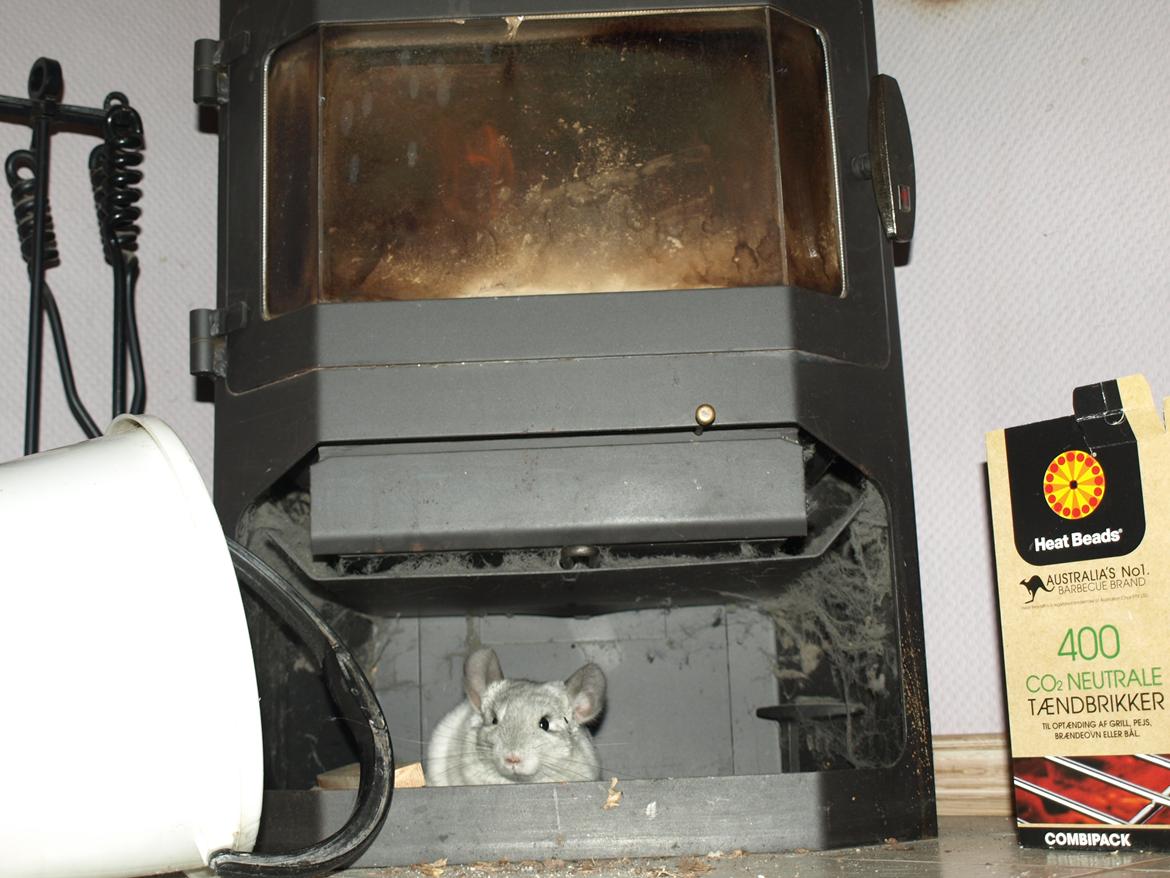 Chinchilla Nica Chin Utopia billede 13