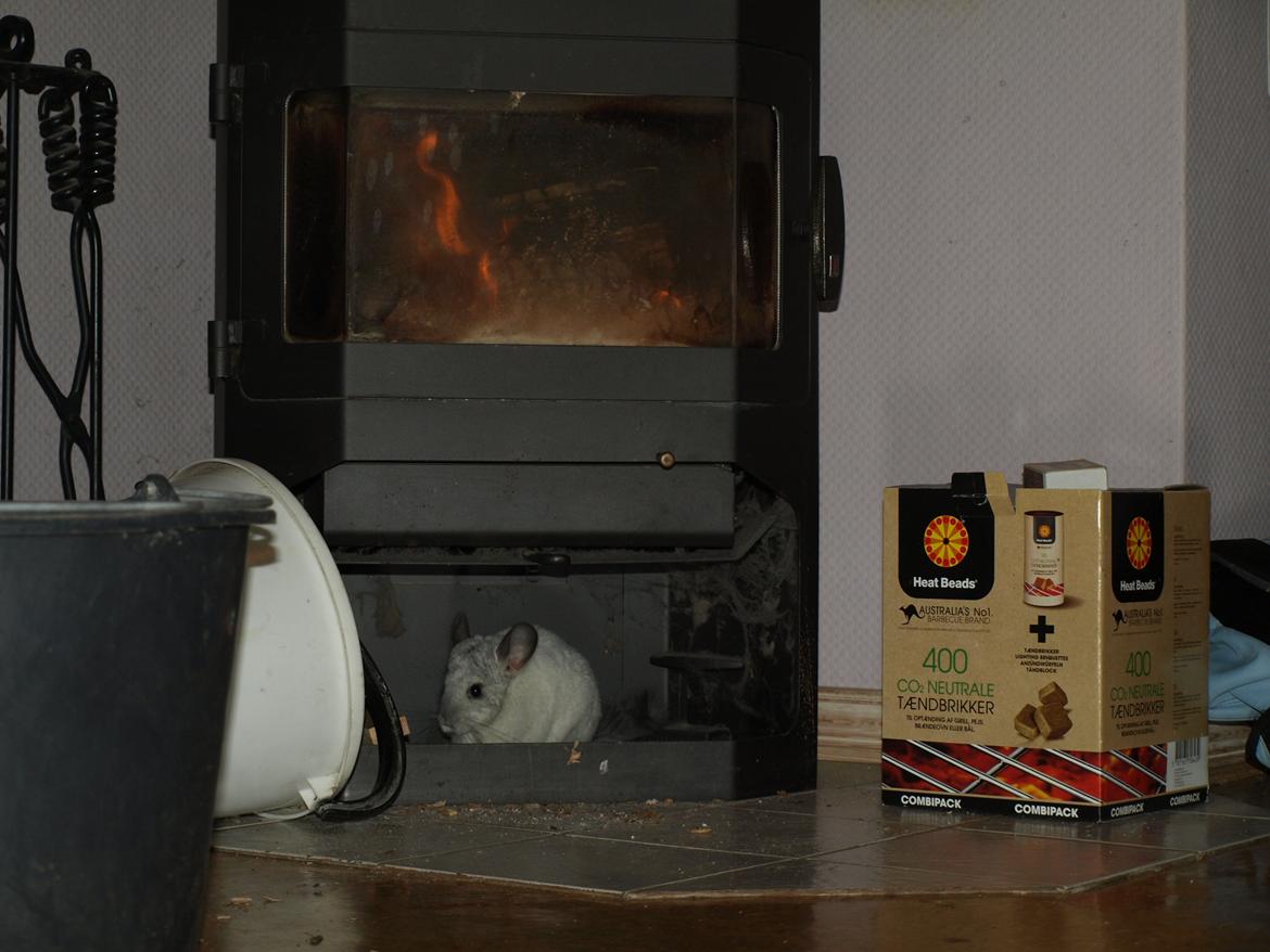 Chinchilla Nica Chin Utopia billede 14