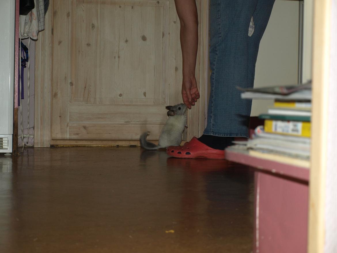 Chinchilla Nica Chin Utopia billede 15