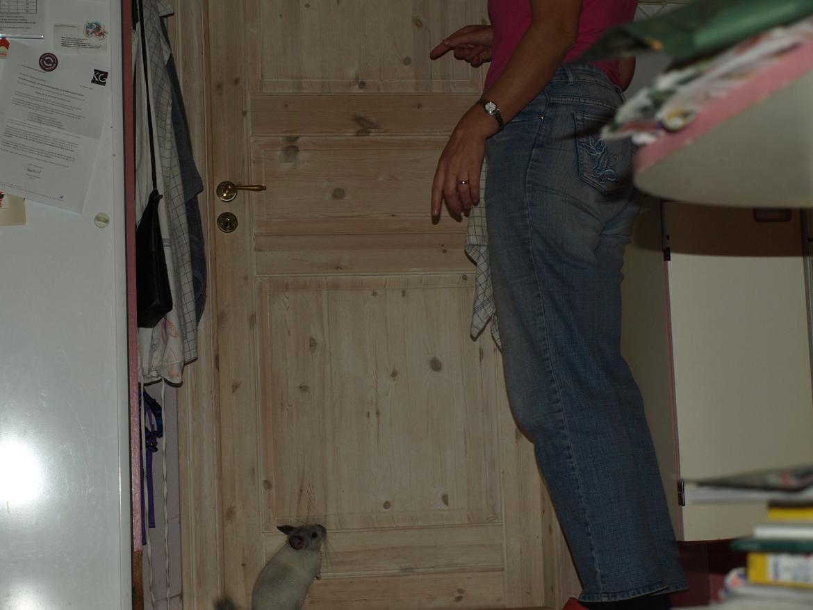 Chinchilla Nica Chin Utopia billede 16