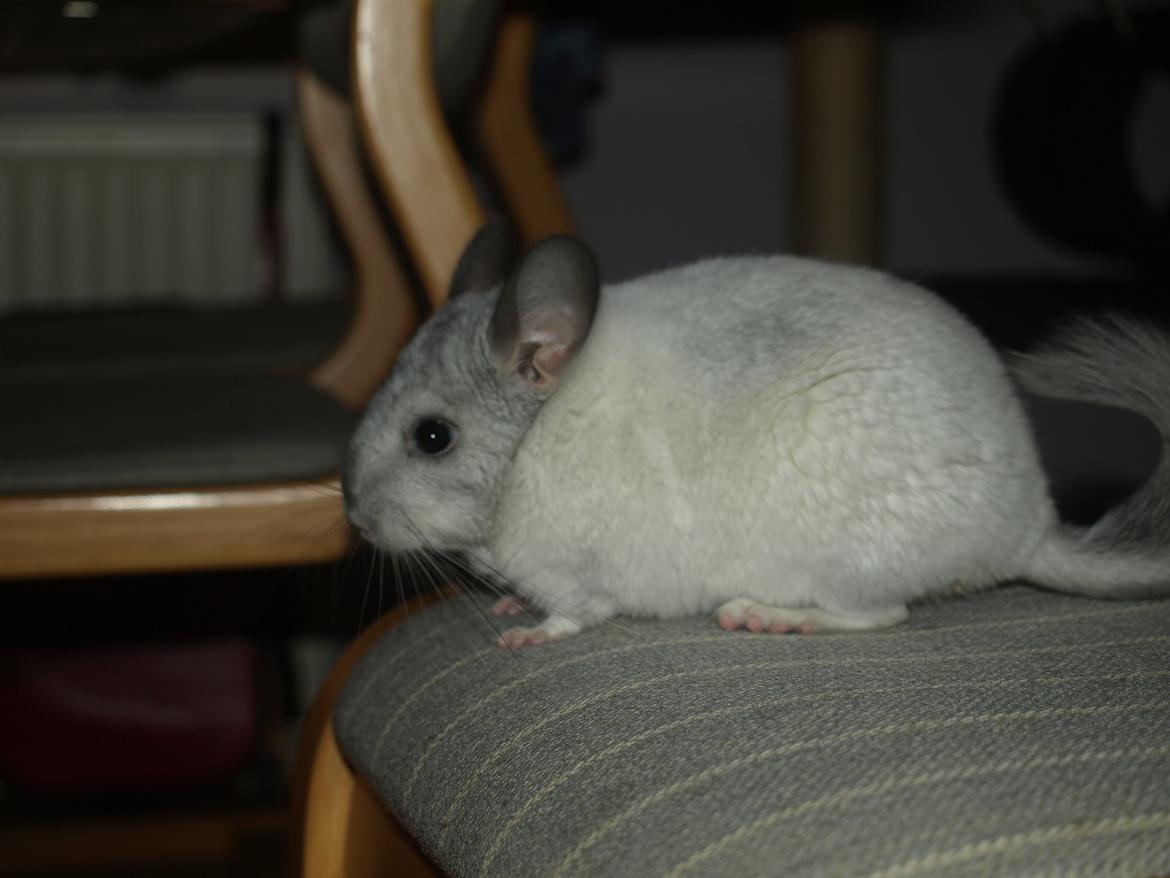 Chinchilla Nica Chin Utopia billede 17