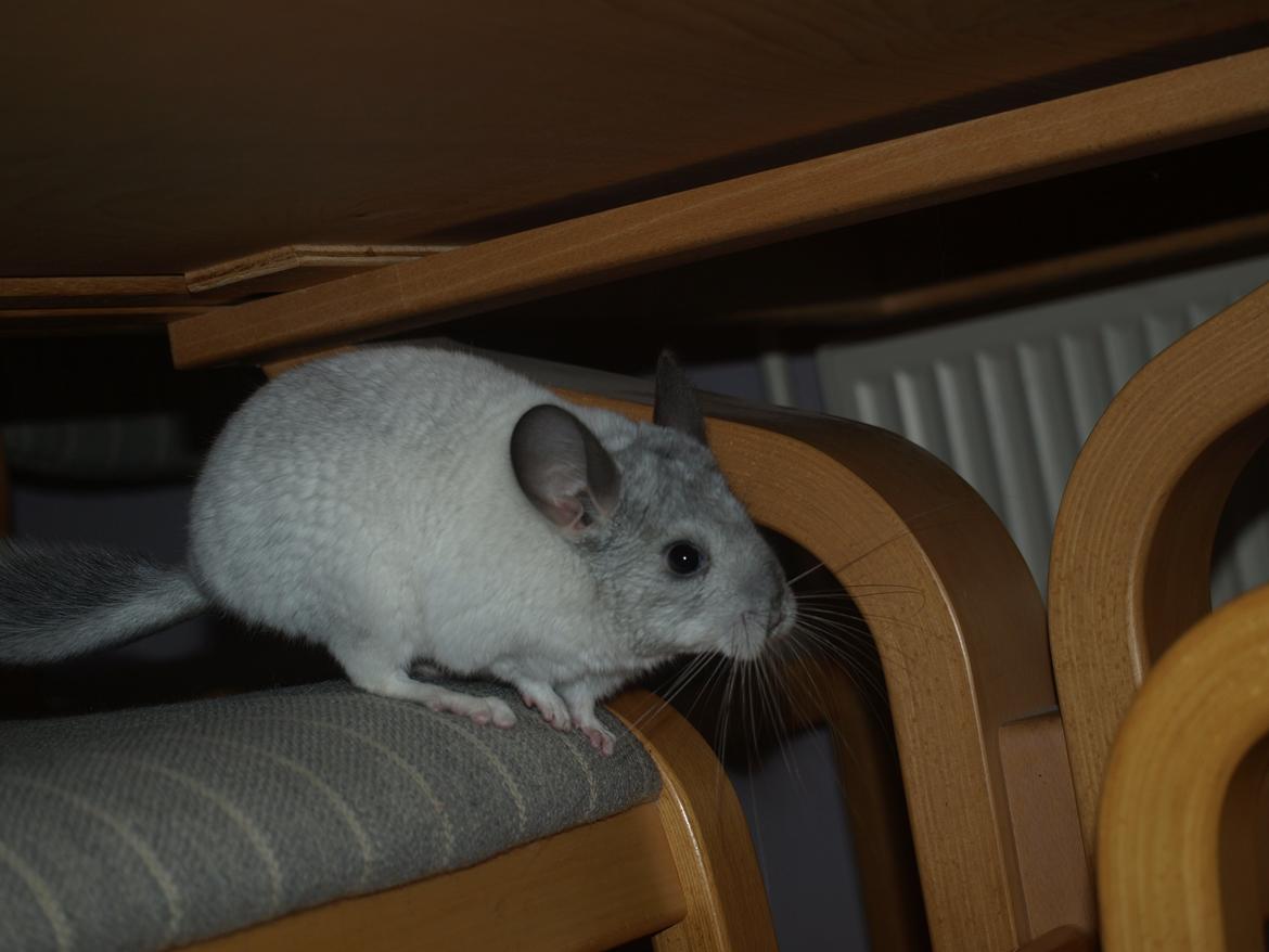 Chinchilla Nica Chin Utopia billede 18