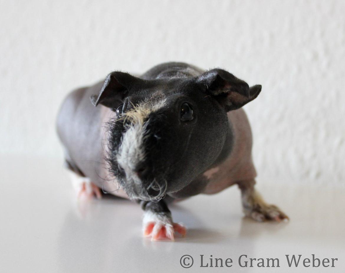 Marsvin Karma´s Afroditte billede 12