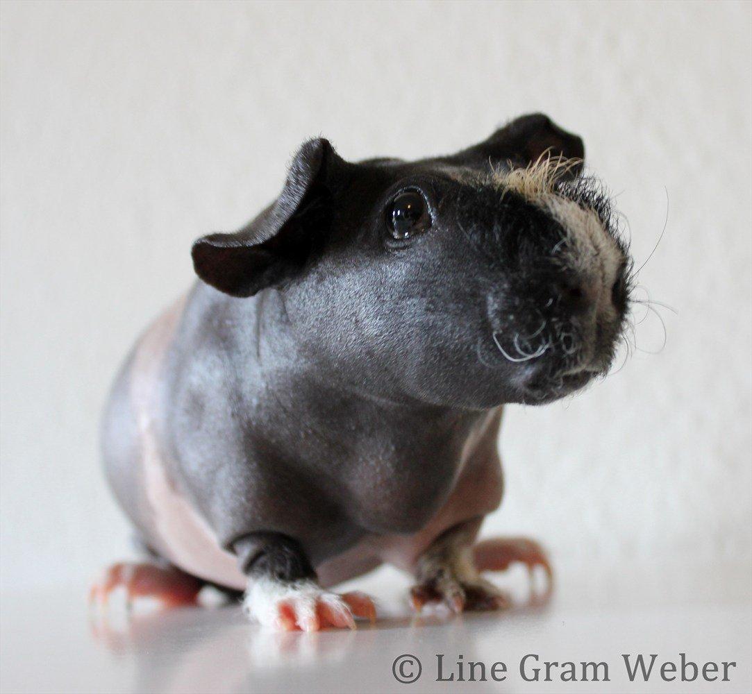 Marsvin Karma´s Afroditte billede 13