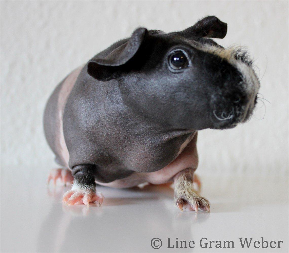 Marsvin Karma´s Afroditte billede 14