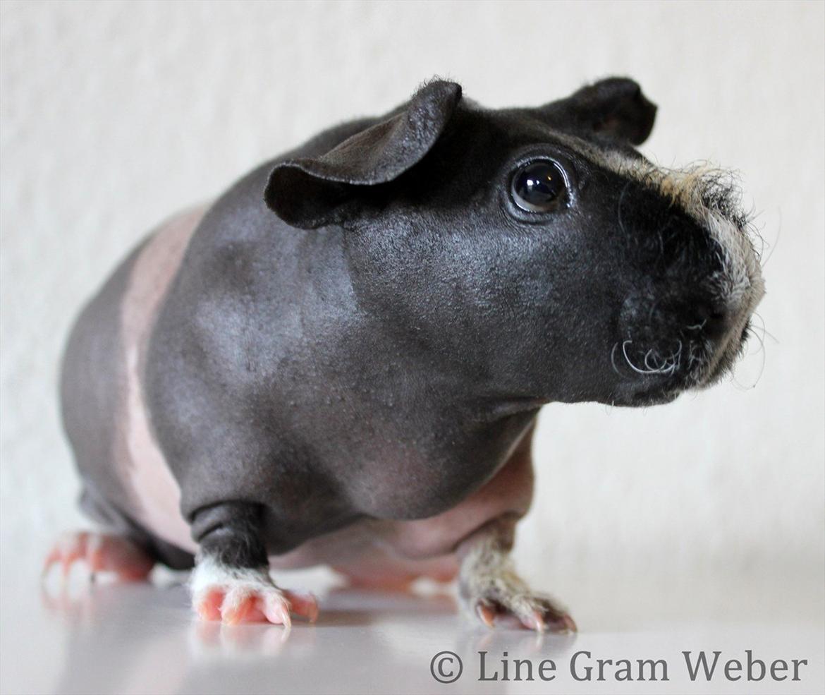 Marsvin Karma´s Afroditte billede 15