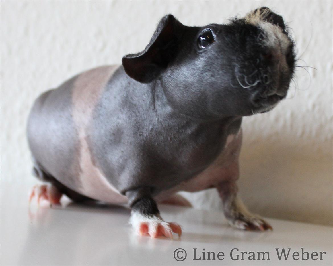 Marsvin Karma´s Afroditte billede 16