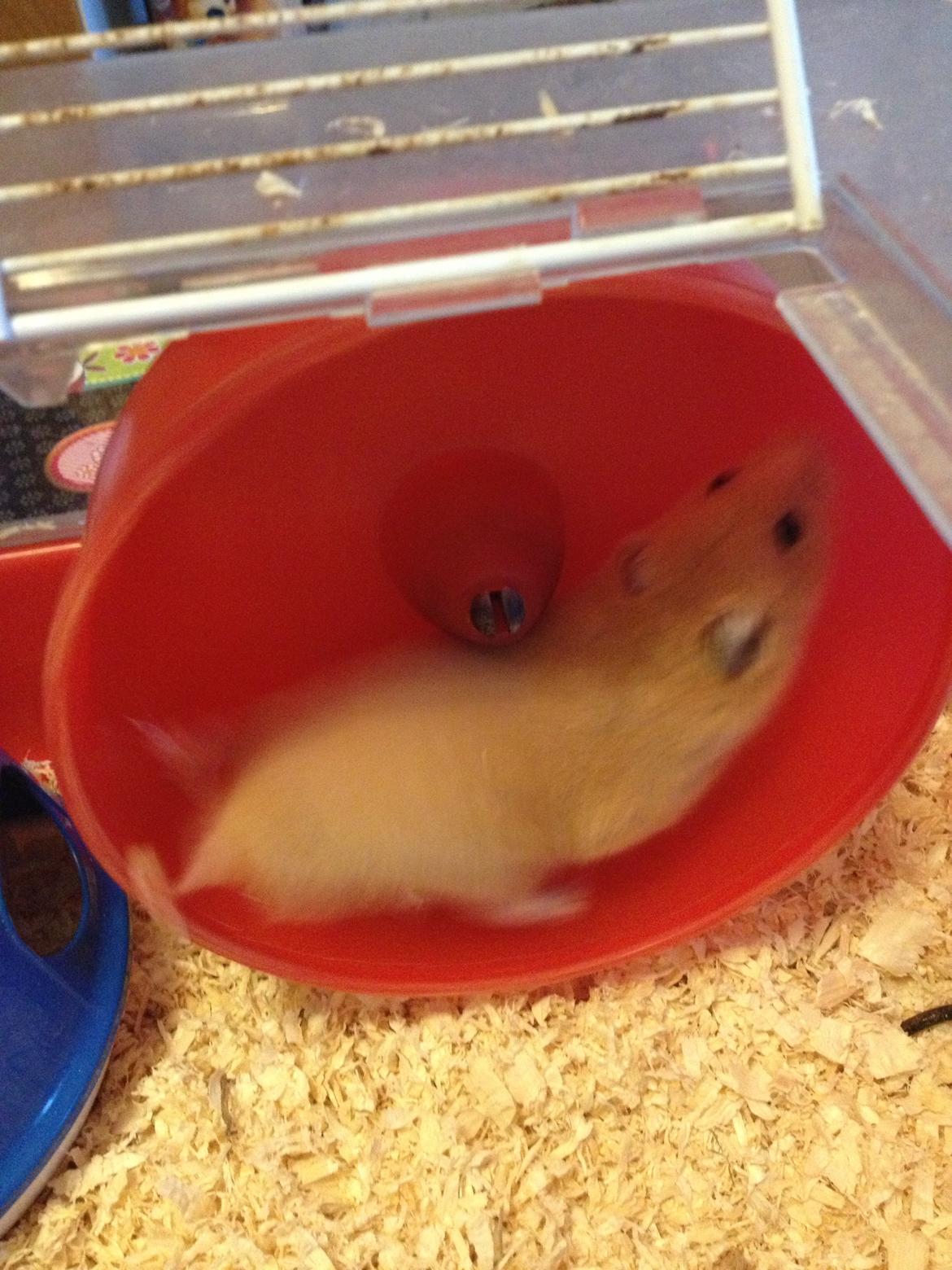 Hamster Buster billede 9