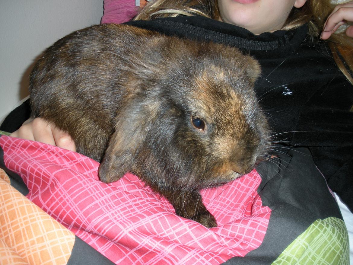 Kanin Stjene billede 1