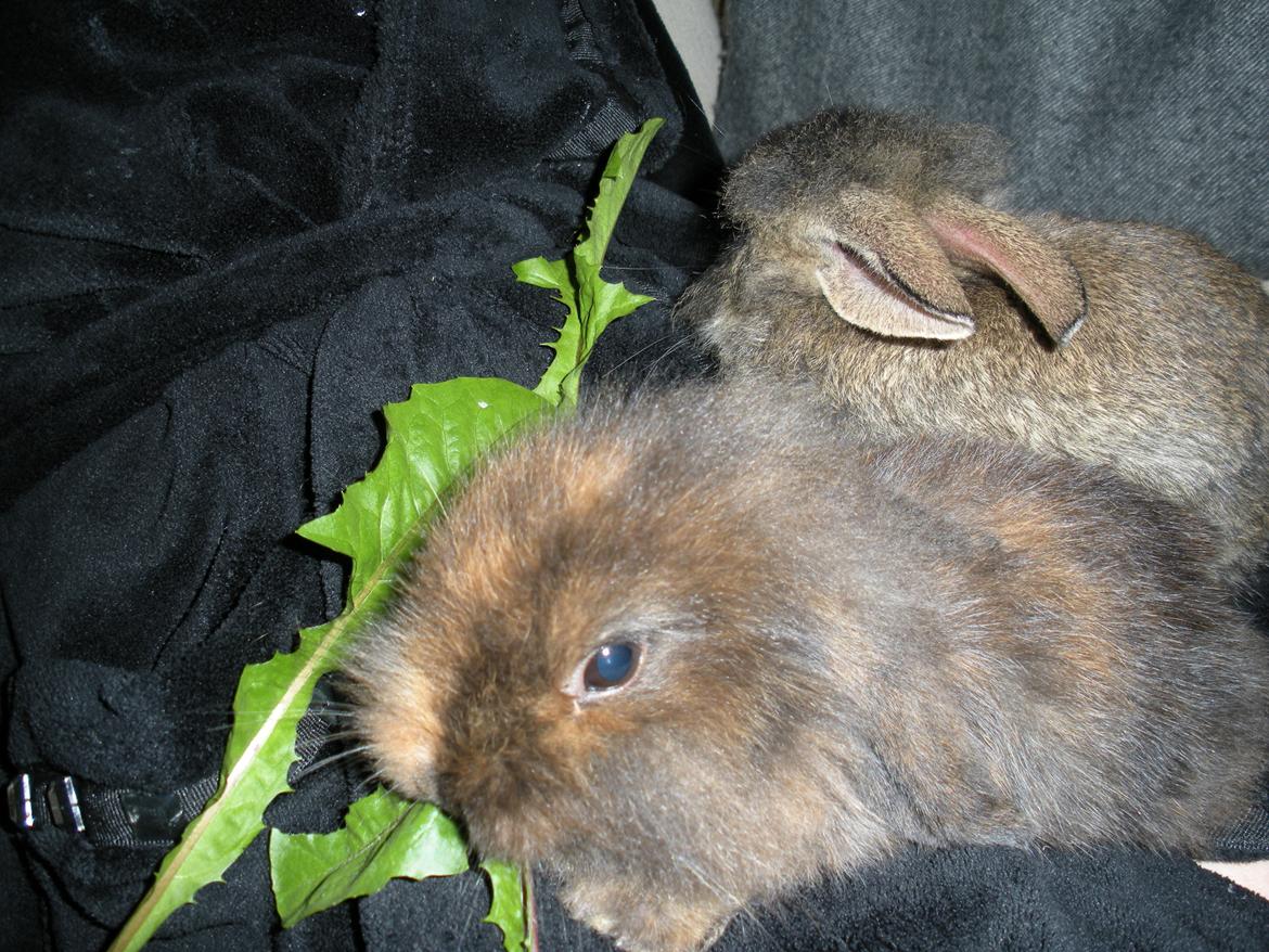 Kanin Stjene billede 3