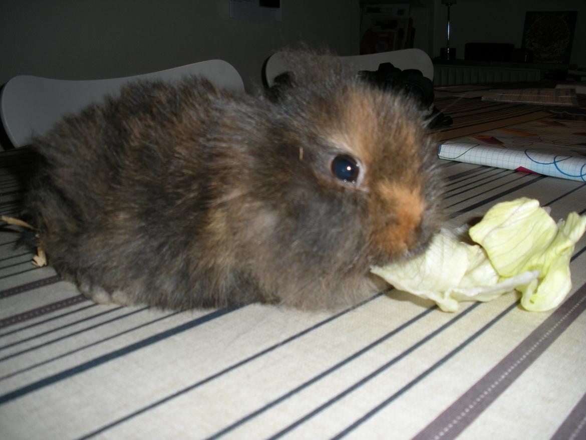 Kanin Stjene billede 4