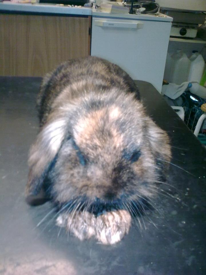 Kanin Stjene billede 5