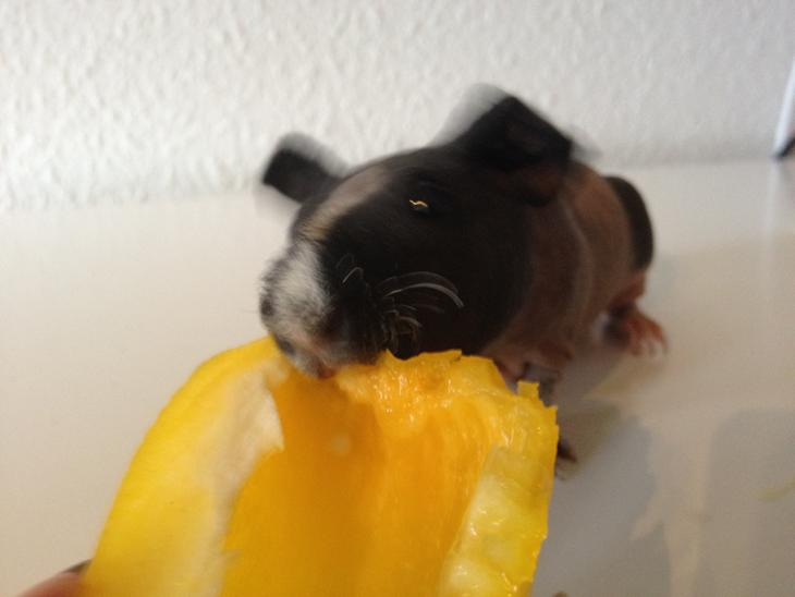 {{currentPhoto.altText}} billede {{currentPhoto.number}}