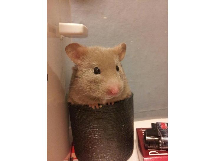 Hamster Prop <3 - Hej ♥
Mit navn er Prop ♥ billede 1