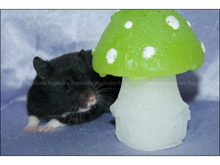 Hamster Hyggehulen's Diablo billede 1