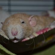 Tamrotte Wanted A Taste of Honey