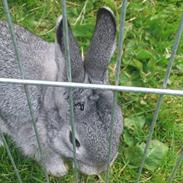 Kanin Shadow Didlev X R. I.P