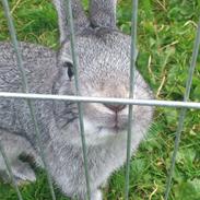 Kanin Shadow Didlev X R. I.P