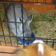 Kanin Shadow Didlev X R. I.P