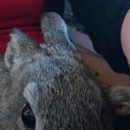 Kanin Shadow Didlev X R. I.P