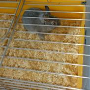 Kanin Shadow Didlev X R. I.P