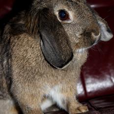 Kanin Baloos Dakisha Mijake