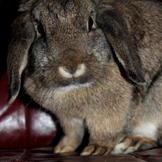 Kanin Baloos Dakisha Mijake