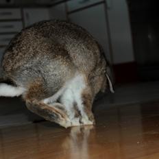 Kanin Baloos Dakisha Mijake