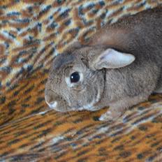 Kanin Stald Wittings Emil