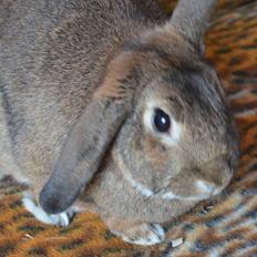 Kanin Stald Wittings Emil