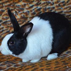 Kanin Stald witting Tarzan