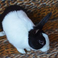 Kanin Stald witting Tarzan