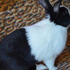 Kanin Stald witting Tarzan