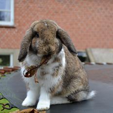 Kanin Aloreda's Kalaha