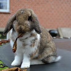 Kanin Aloreda's Kalaha