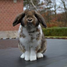 Kanin Aloreda's Kalaha