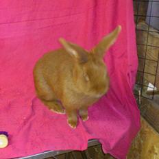 Kanin New Zealand Red. Bodil