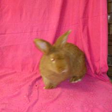 Kanin New Zealand Red. Bodil