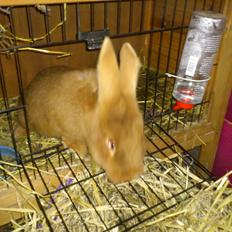 Kanin New Zealan Red. Junior