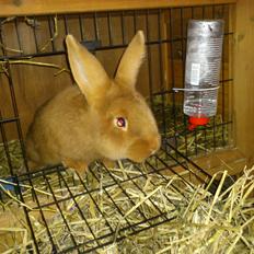 Kanin New Zealan Red. Junior