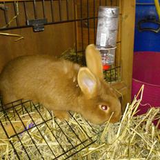 Kanin New Zealan Red. Junior